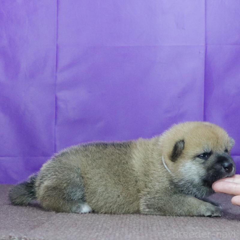 販売中の愛知県の柴犬-412183の3枚目